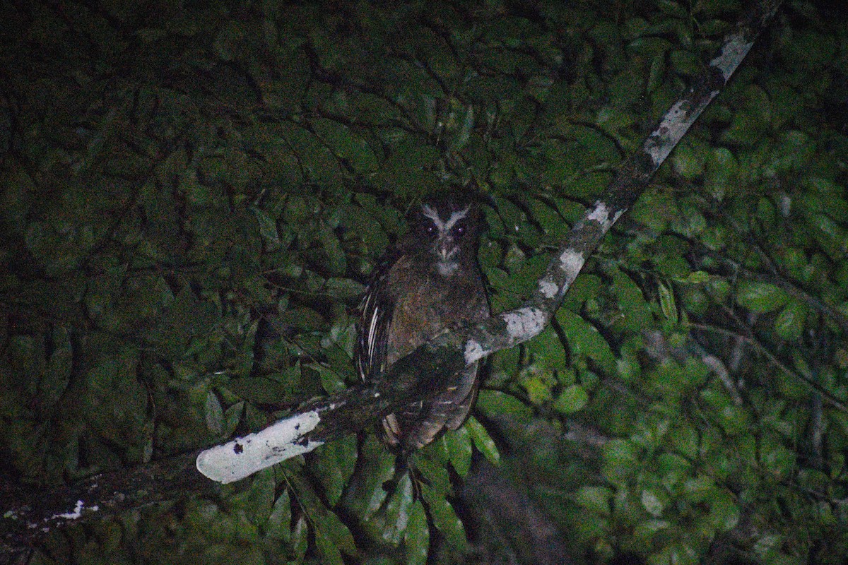 Crested Owl - ML619469510