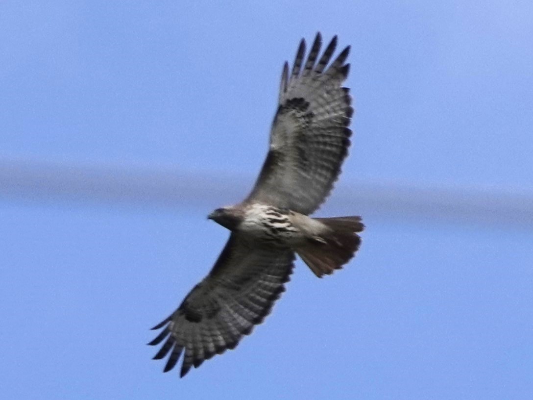 Red-tailed Hawk - ML619469537