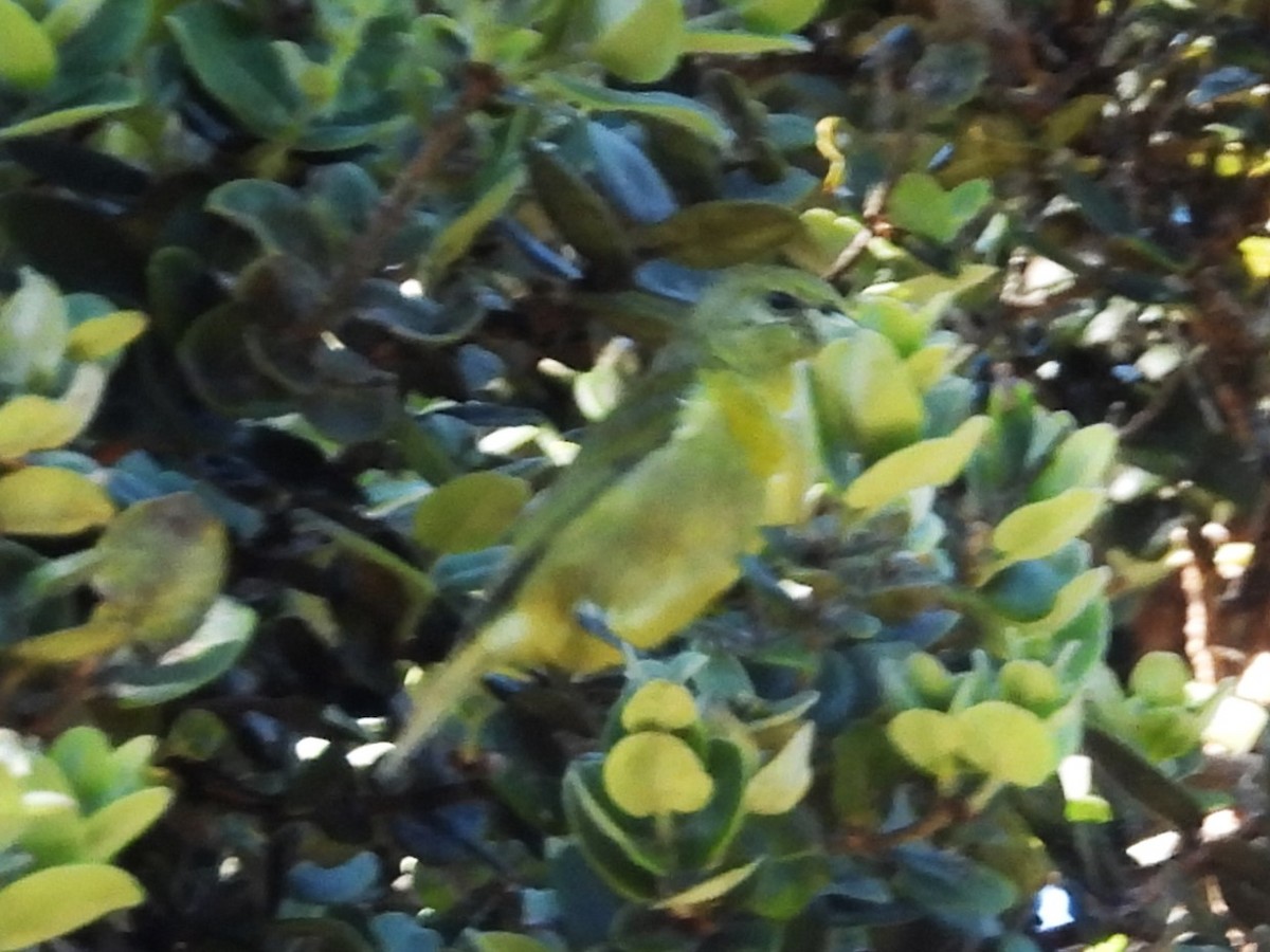 Hawaii-Akepakleidervogel - ML619469560