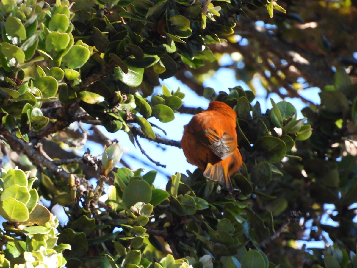 Hawaii-Akepakleidervogel - ML619469563