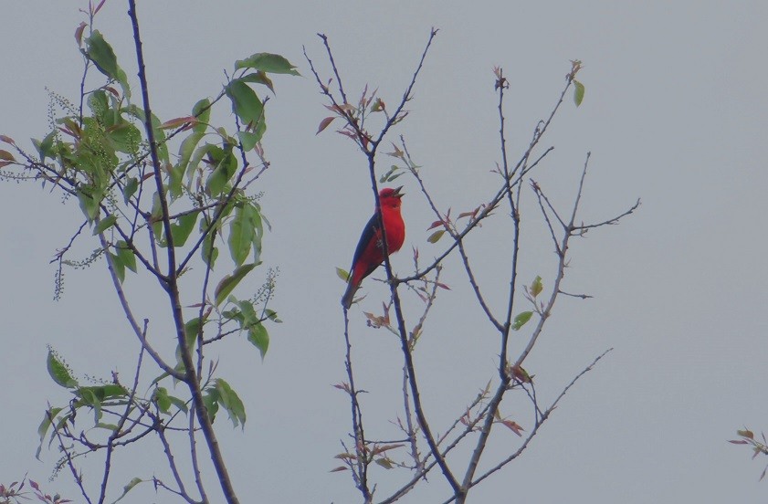Scarlet Tanager - ML619469567