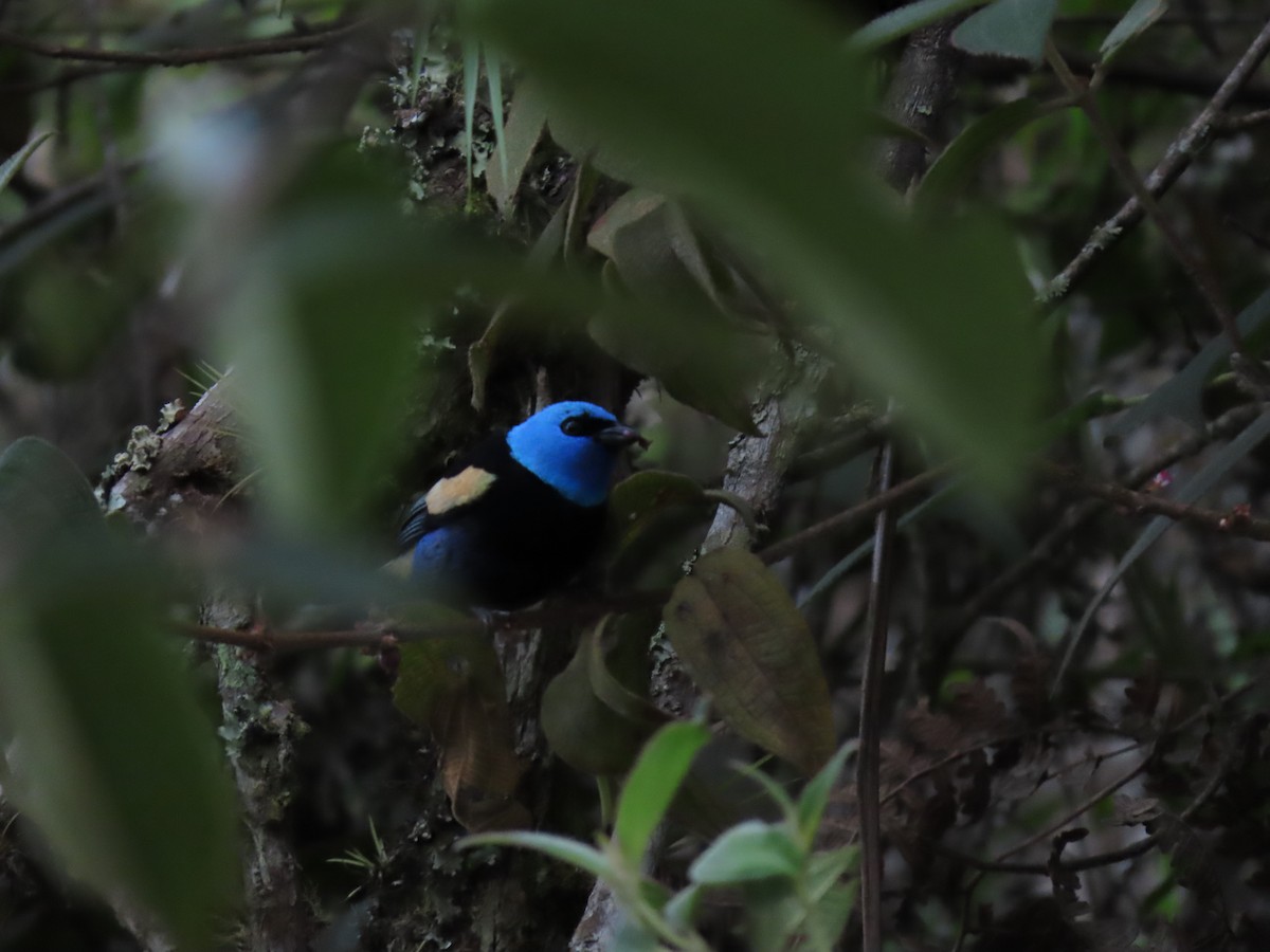 Blue-necked Tanager - ML619469579