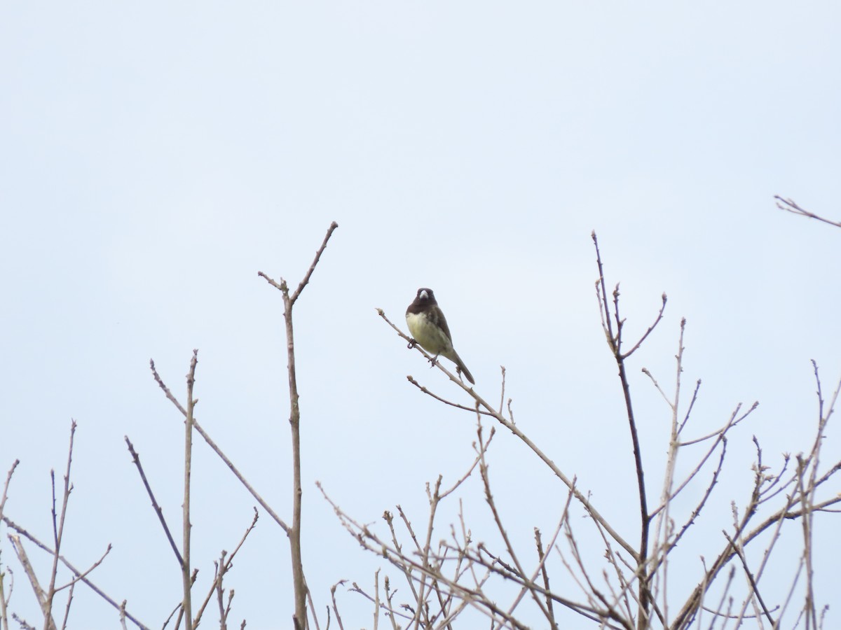 Yellow-bellied Seedeater - ML619469583