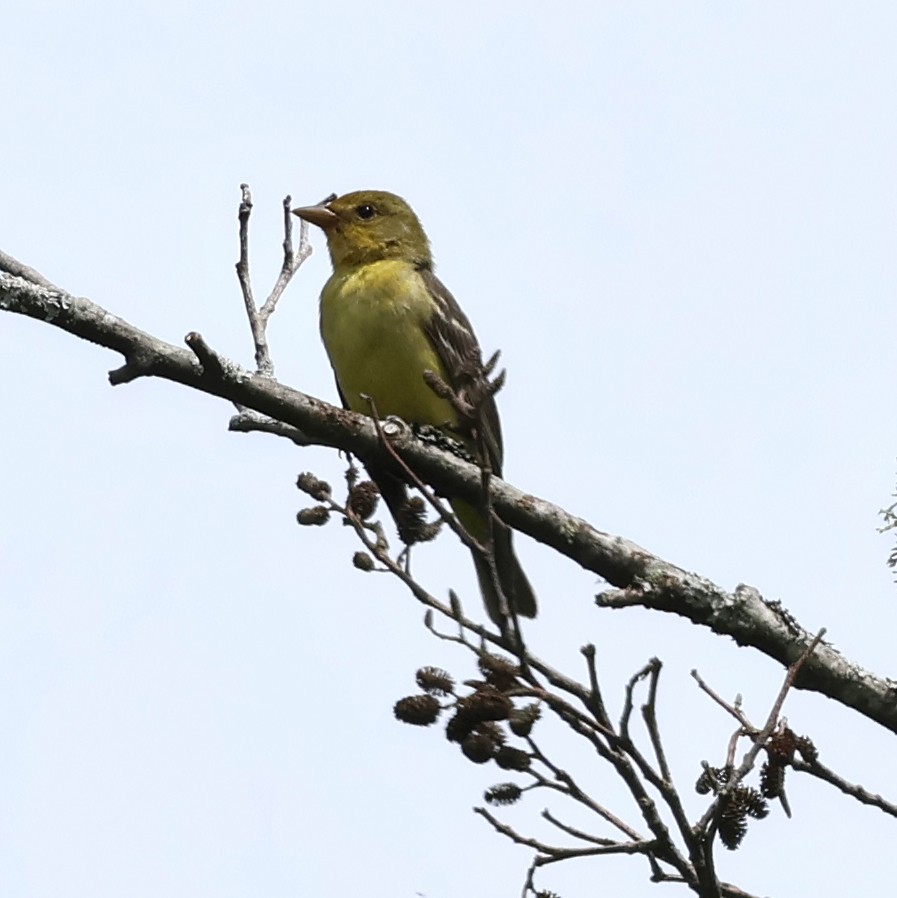 Western Tanager - ML619469599
