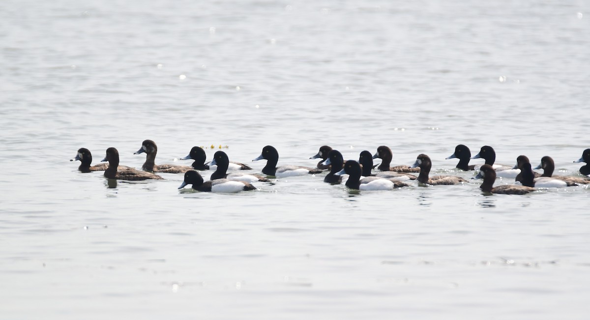Greater Scaup - ML619469653