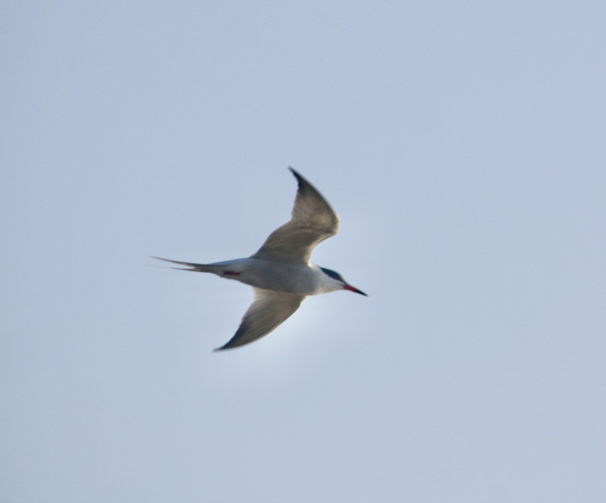 Common Tern - ML619469668