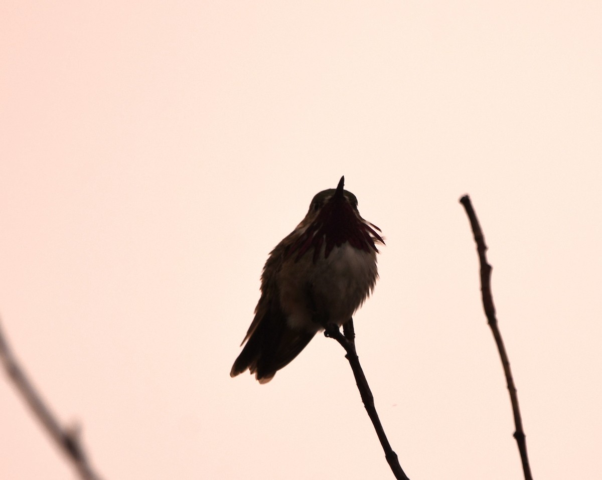 Calliope Hummingbird - ML619469682