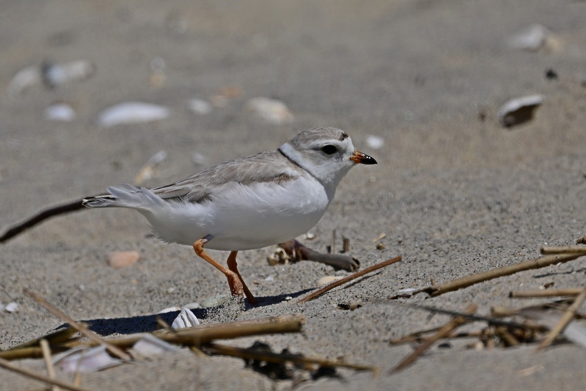 Piping Plover - ML619469697
