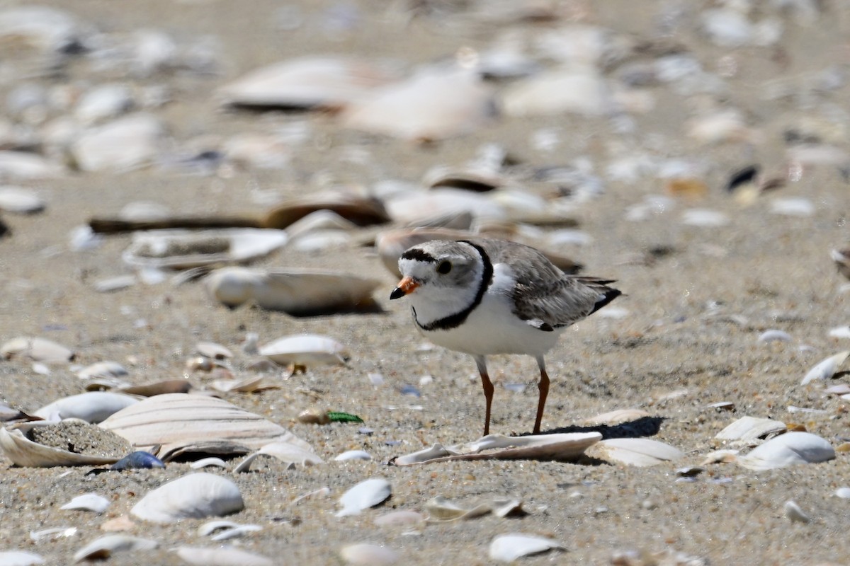 Piping Plover - ML619469710