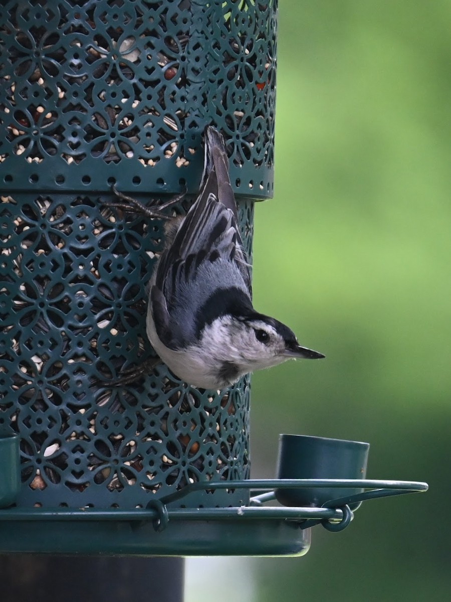 White-breasted Nuthatch - ML619469711