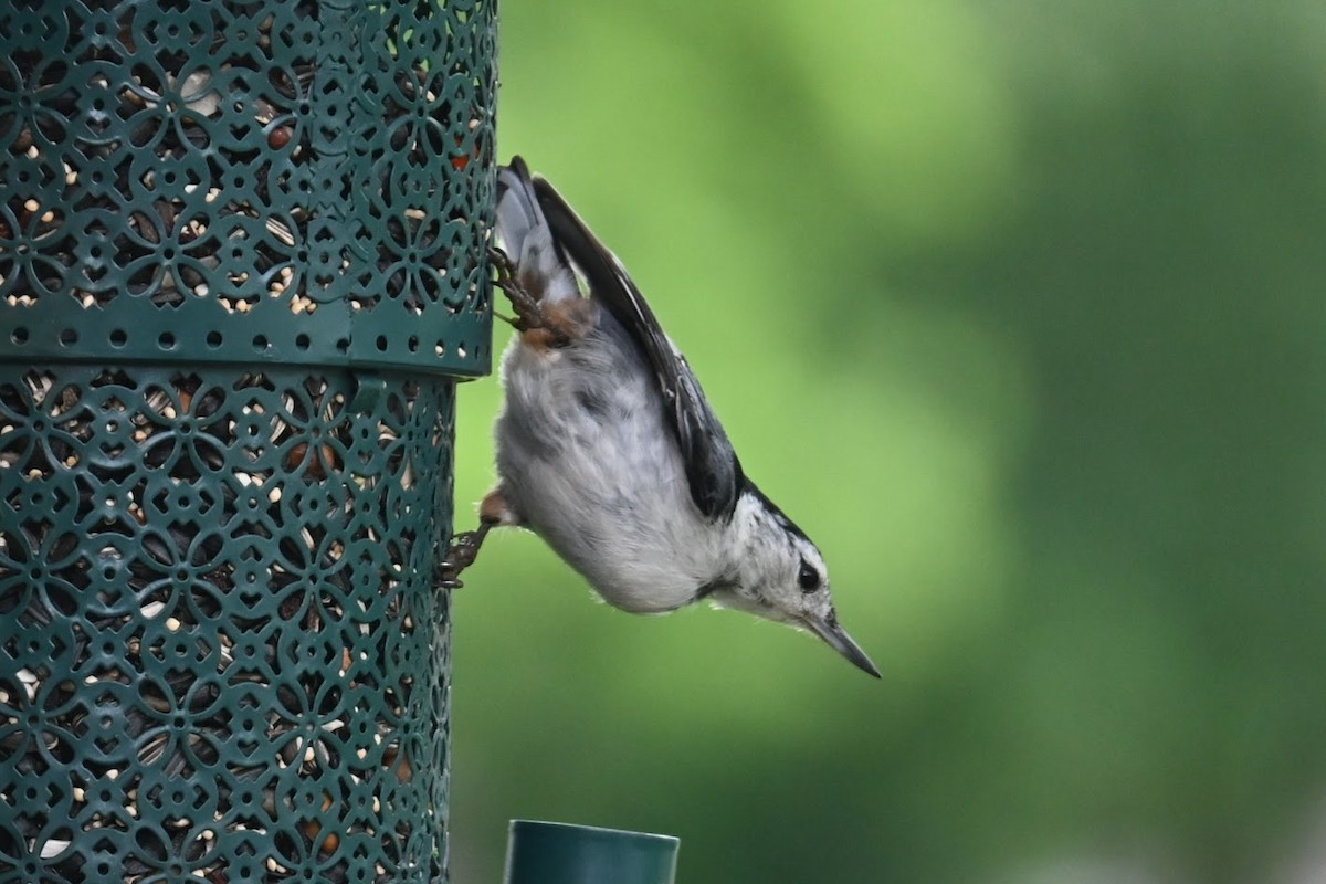 White-breasted Nuthatch - ML619469712
