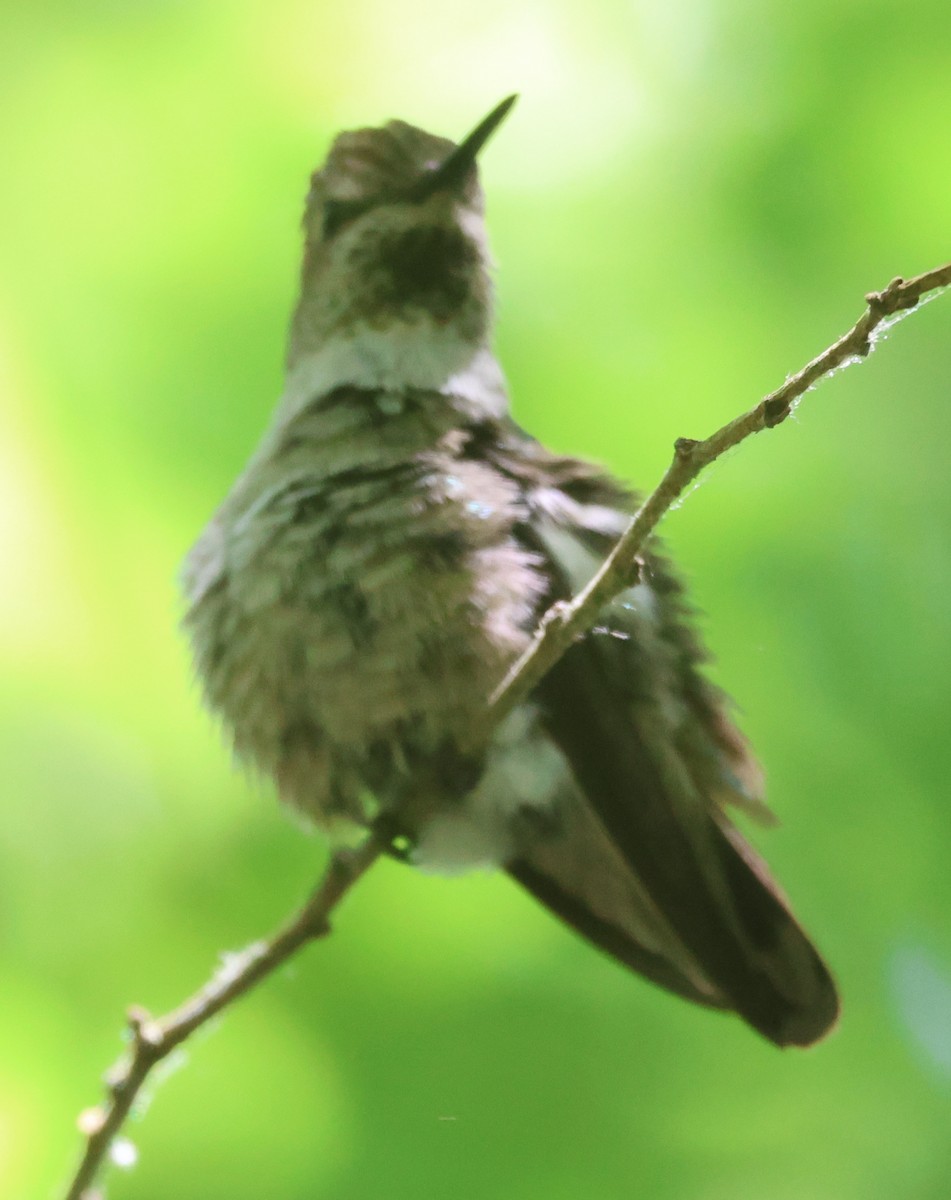 Anna's Hummingbird - ML619469747