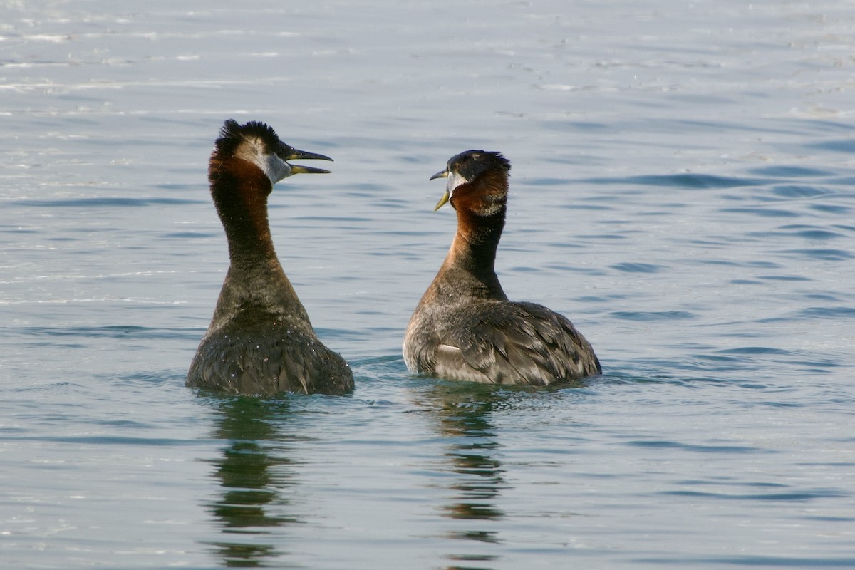 Red-necked Grebe - ML619469770