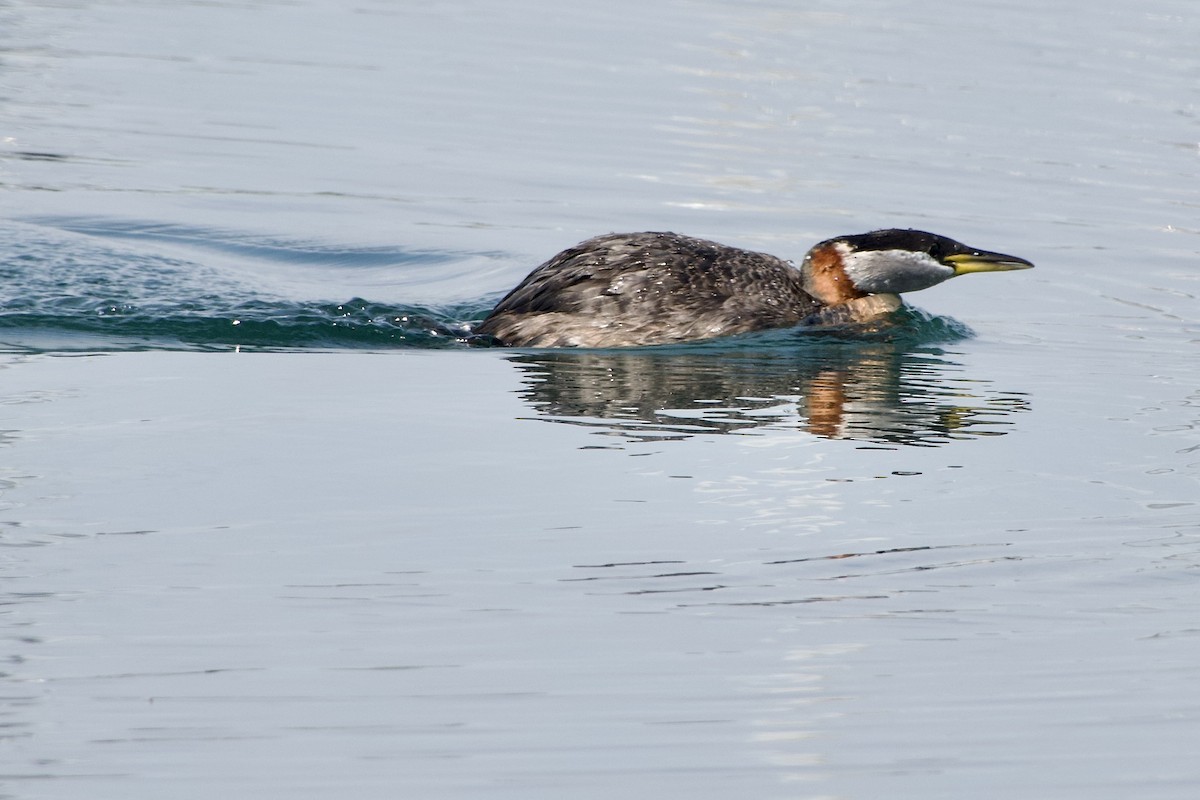 Red-necked Grebe - ML619469772