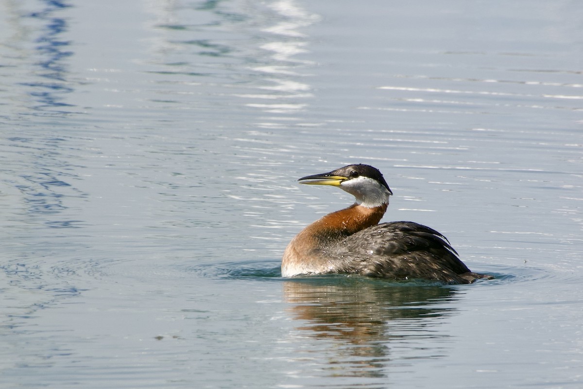Red-necked Grebe - ML619469773
