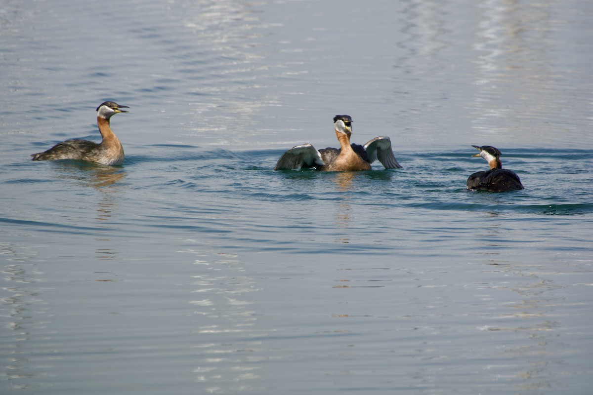 Red-necked Grebe - ML619469775