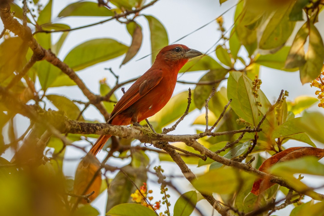 Hepatic Tanager - ML619469830