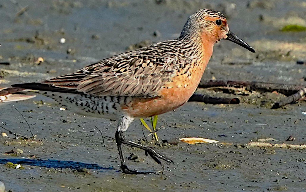 Red Knot - ML619469869