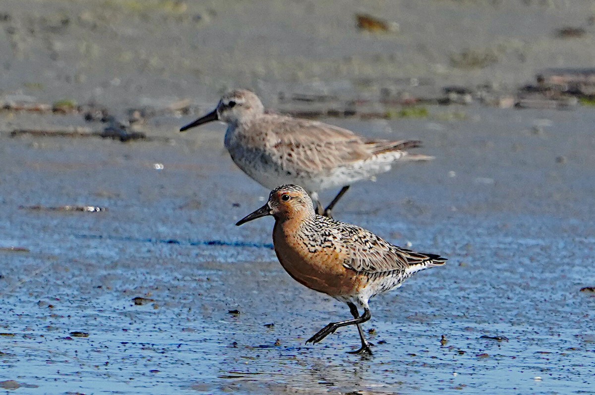 Red Knot - ML619469870