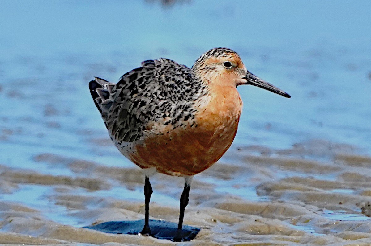 Red Knot - ML619469875