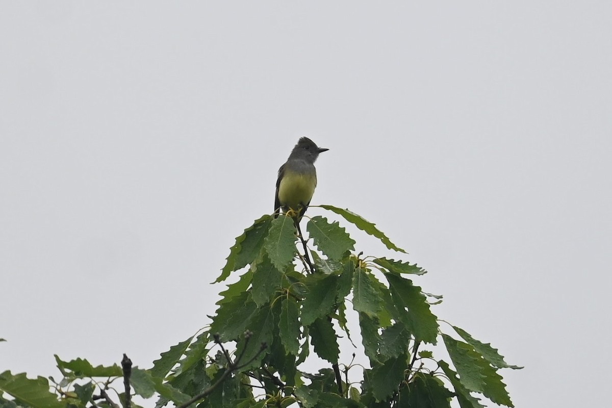 Great Crested Flycatcher - ML619469897
