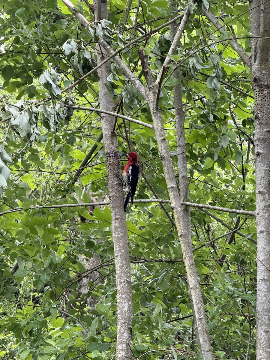 Red-breasted Sapsucker - ML619469914