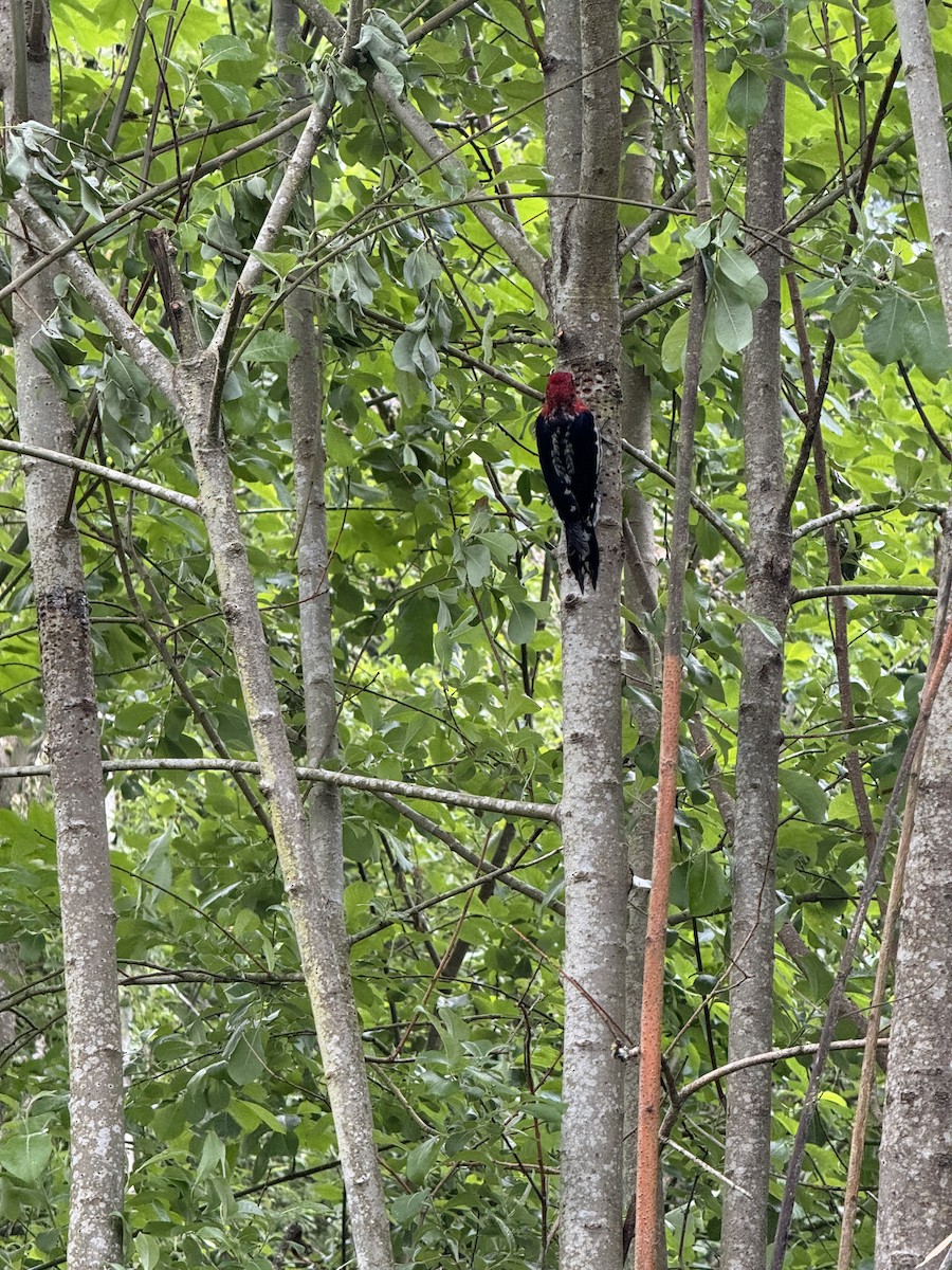Red-breasted Sapsucker - ML619469915