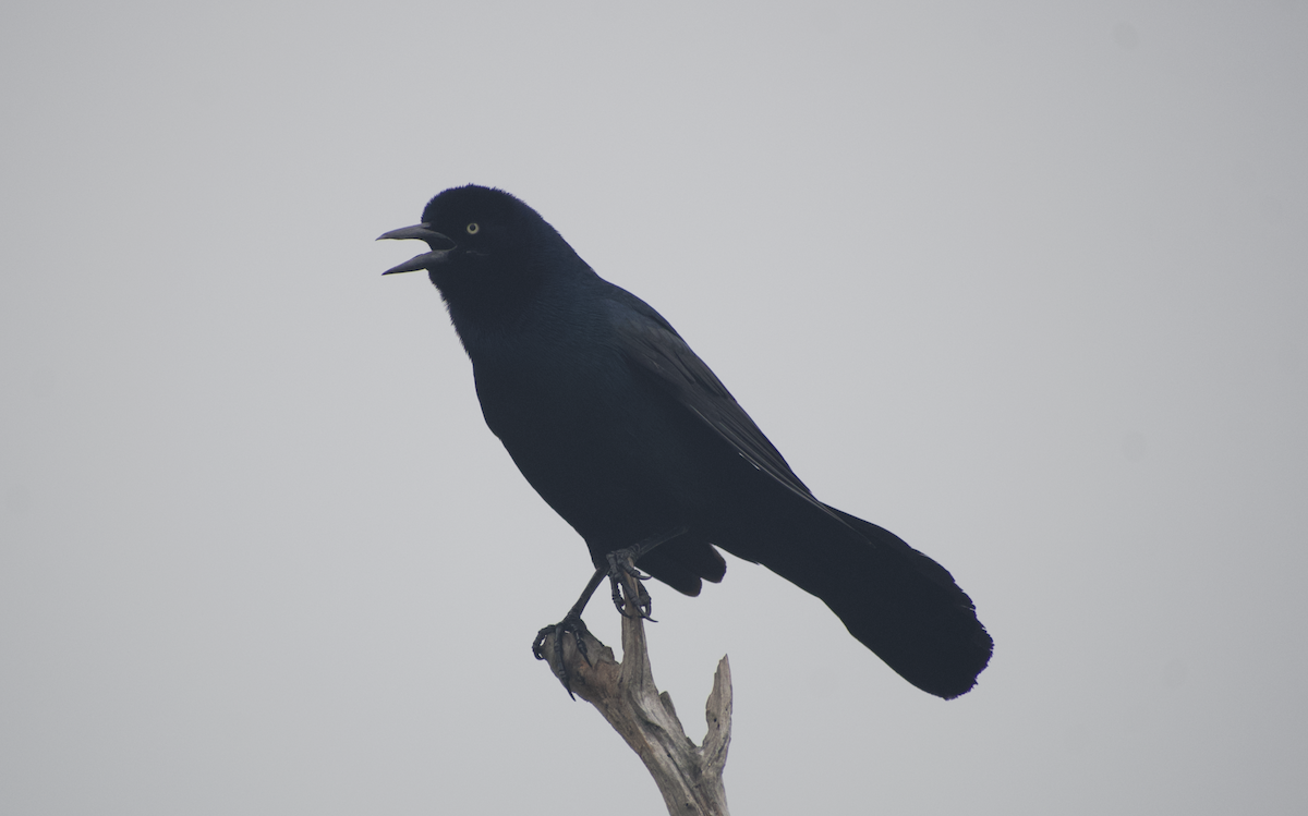 Boat-tailed Grackle - ML619469980