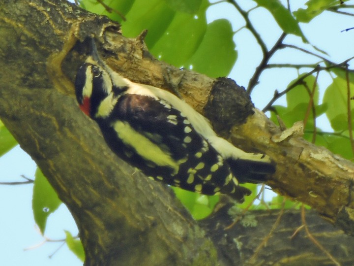 Downy Woodpecker - ML619469996