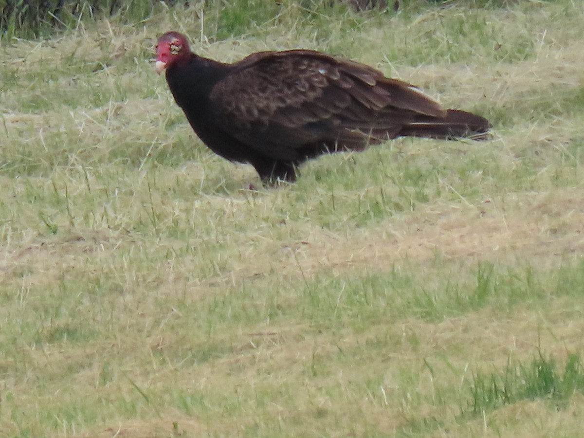 Turkey Vulture - ML619469998