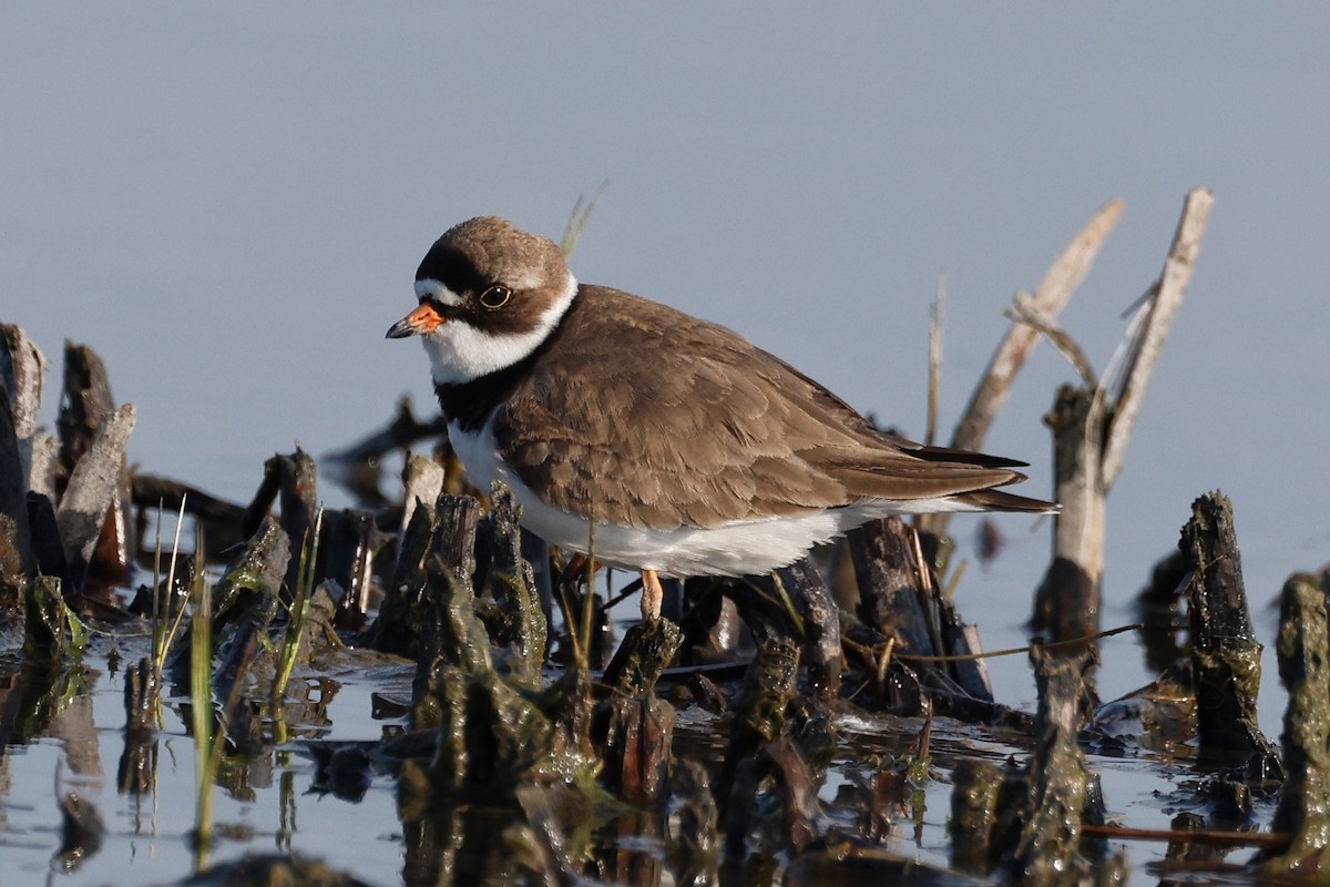 Semipalmated Plover - ML619470037