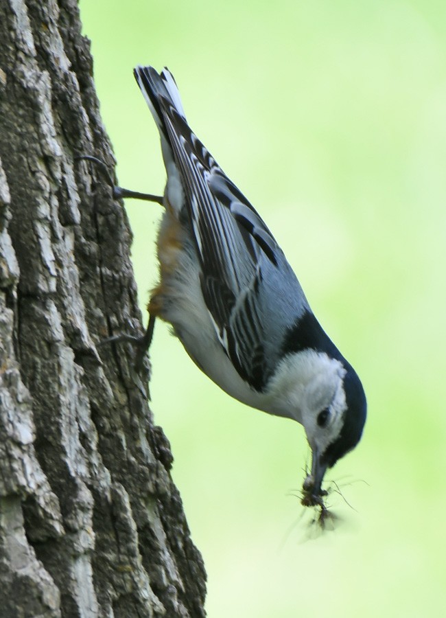 White-breasted Nuthatch - ML619470064