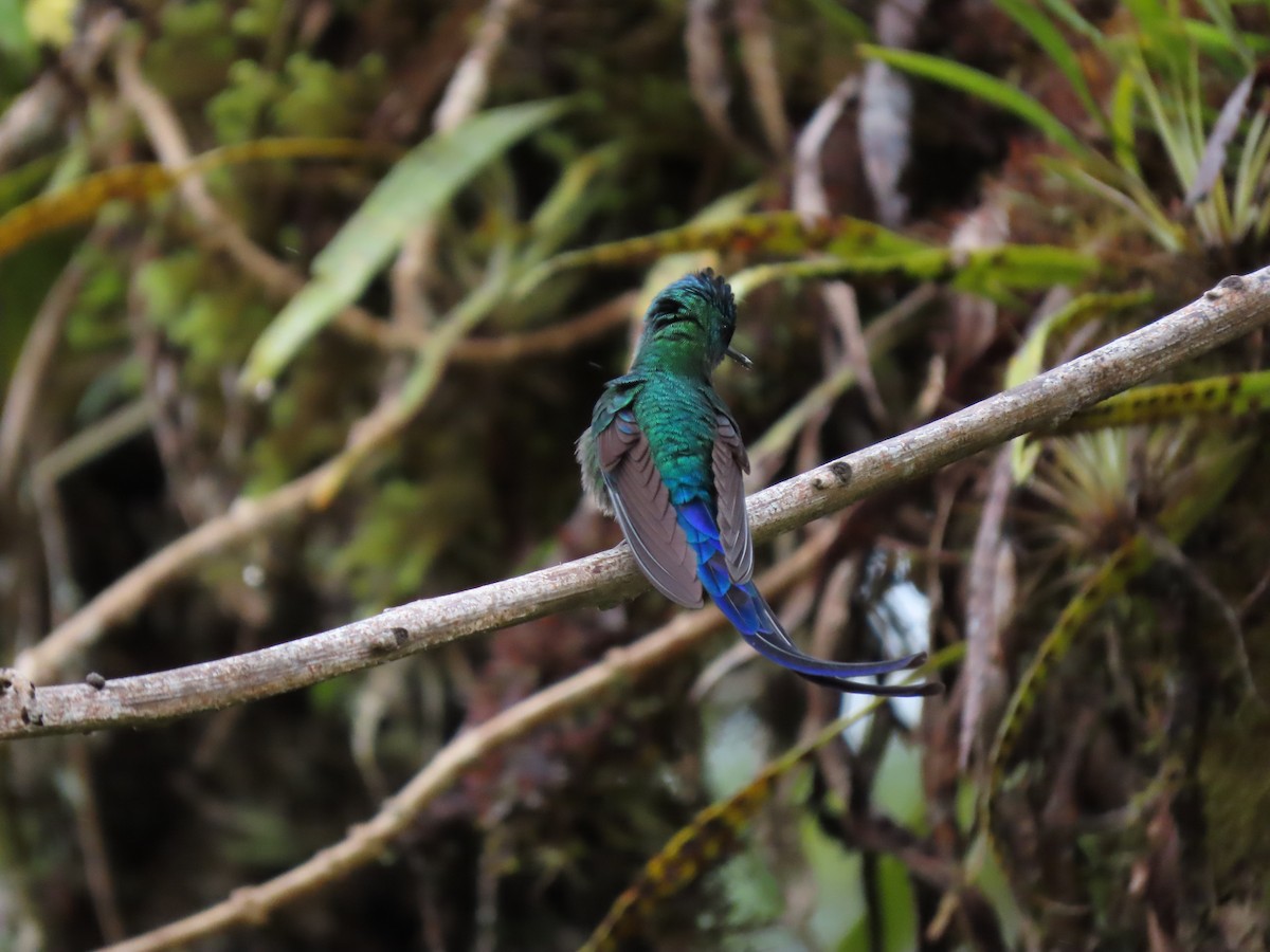 Long-tailed Sylph - ML619470078