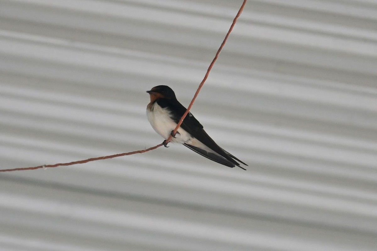 Barn Swallow - ML619470102
