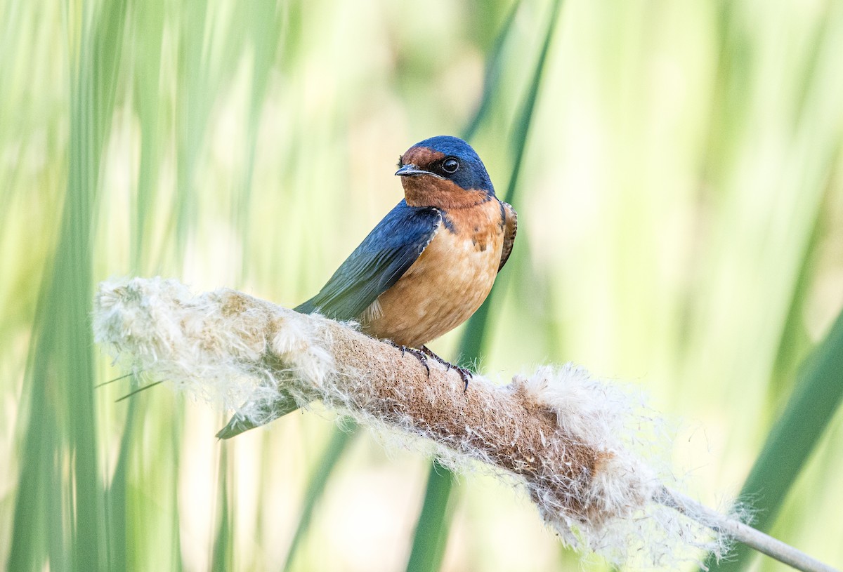 Northern Rough-winged Swallow - ML619470121
