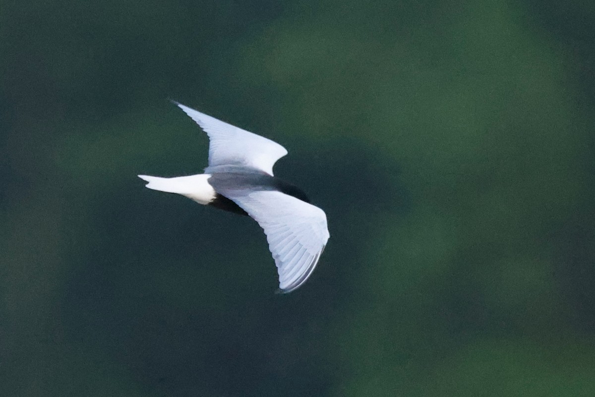 White-winged Tern - ML619470126