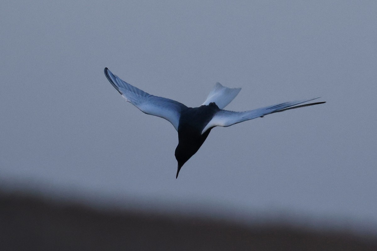 White-winged Tern - ML619470128