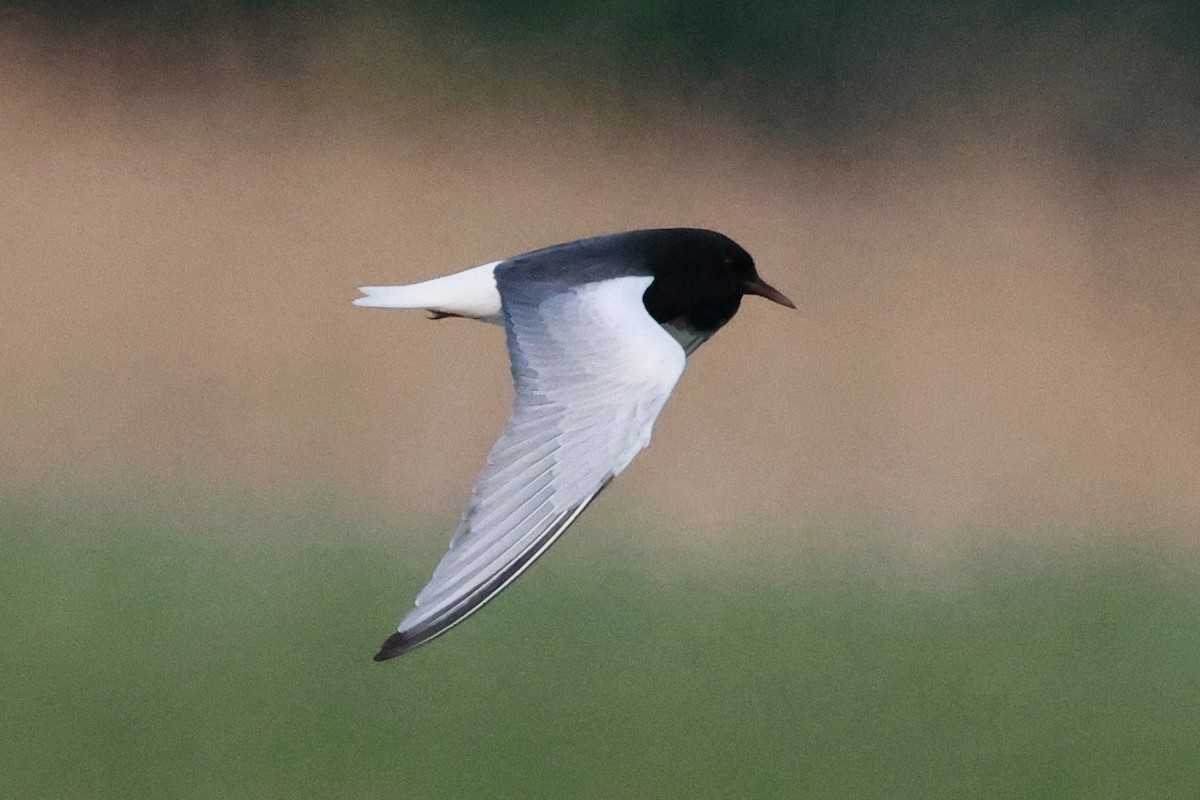 White-winged Tern - ML619470129