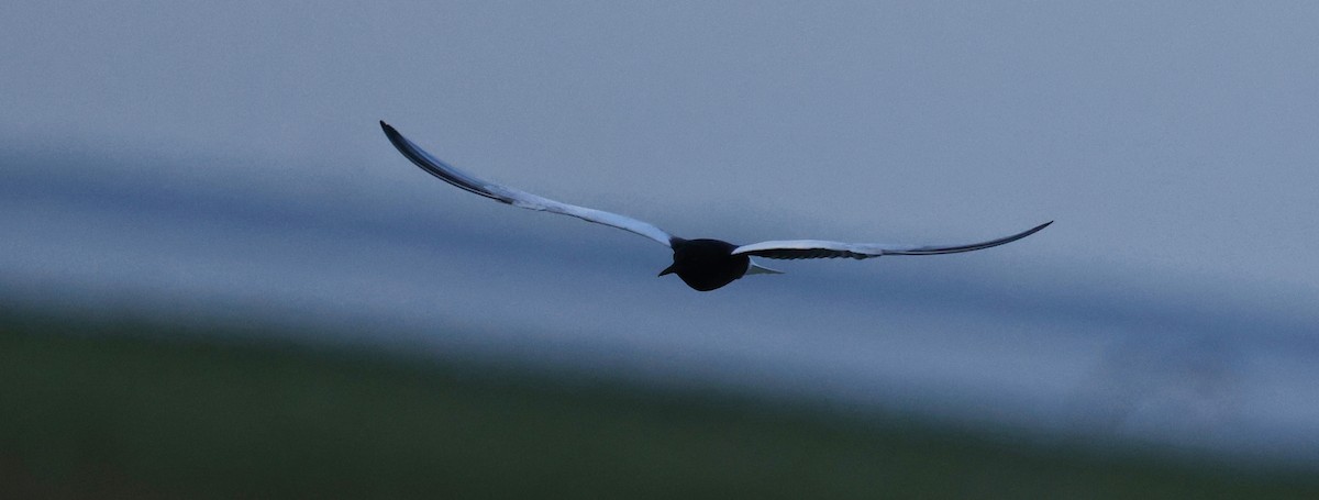 White-winged Tern - ML619470131