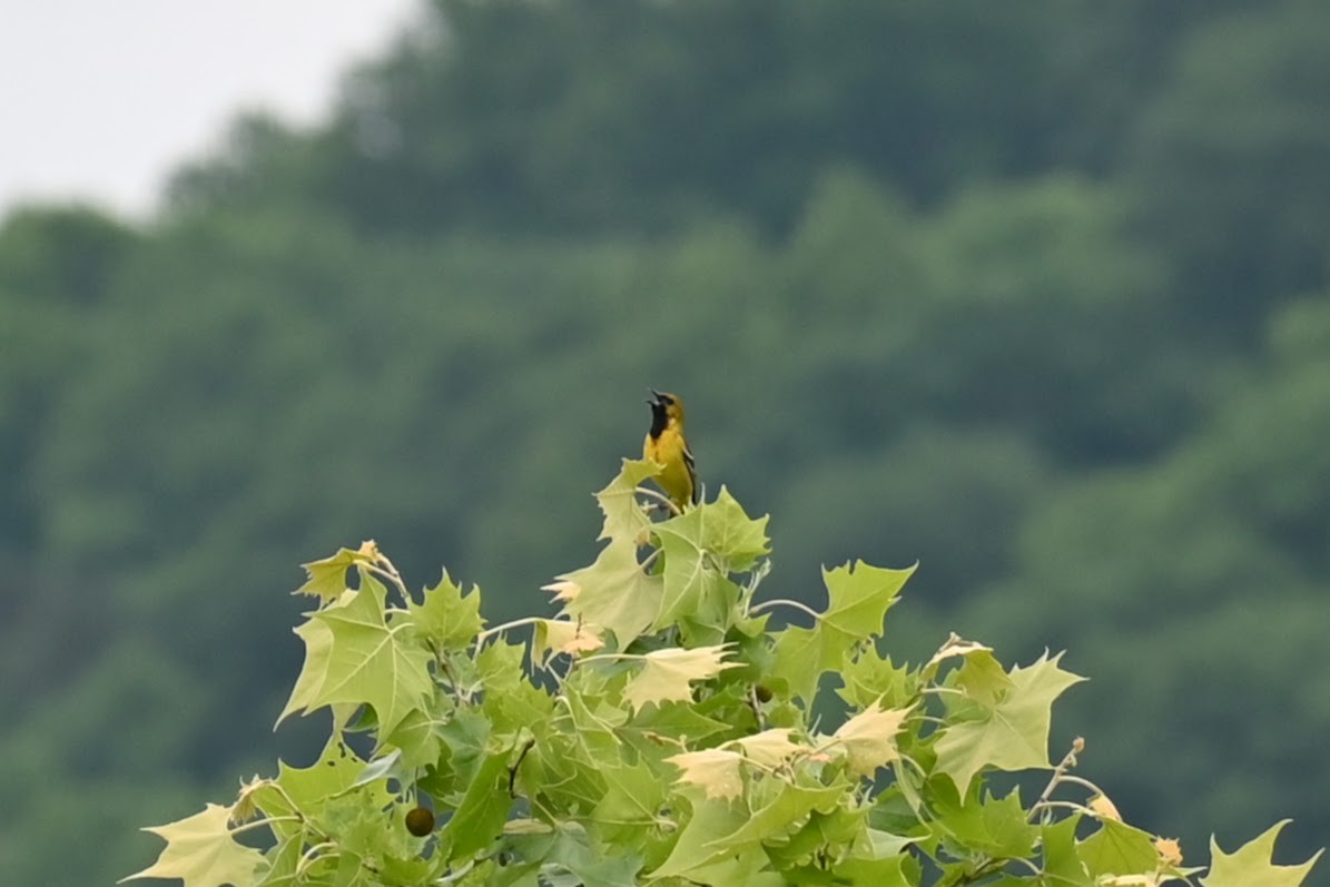 Orchard Oriole - ML619470146