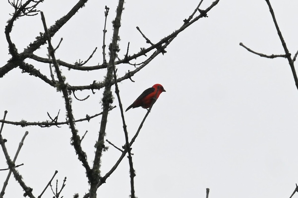 Scarlet Tanager - ML619470159