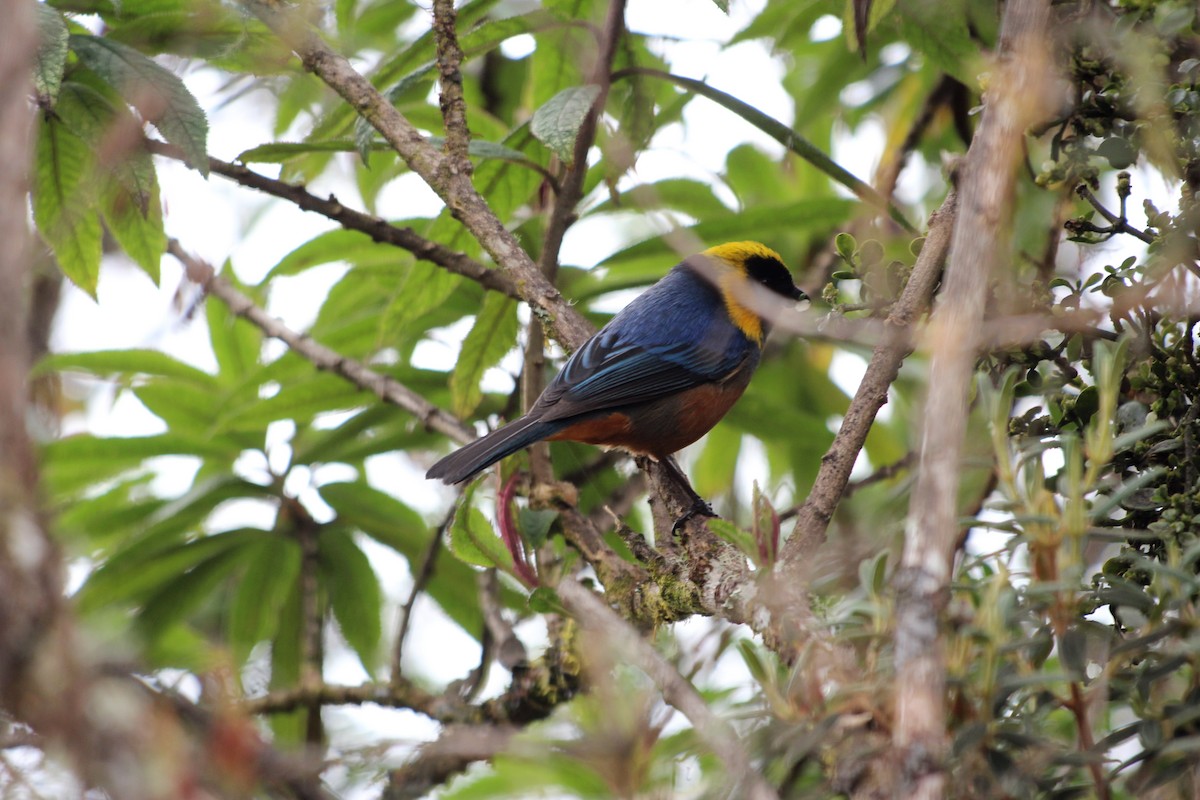 Golden-collared Tanager - ML619470179