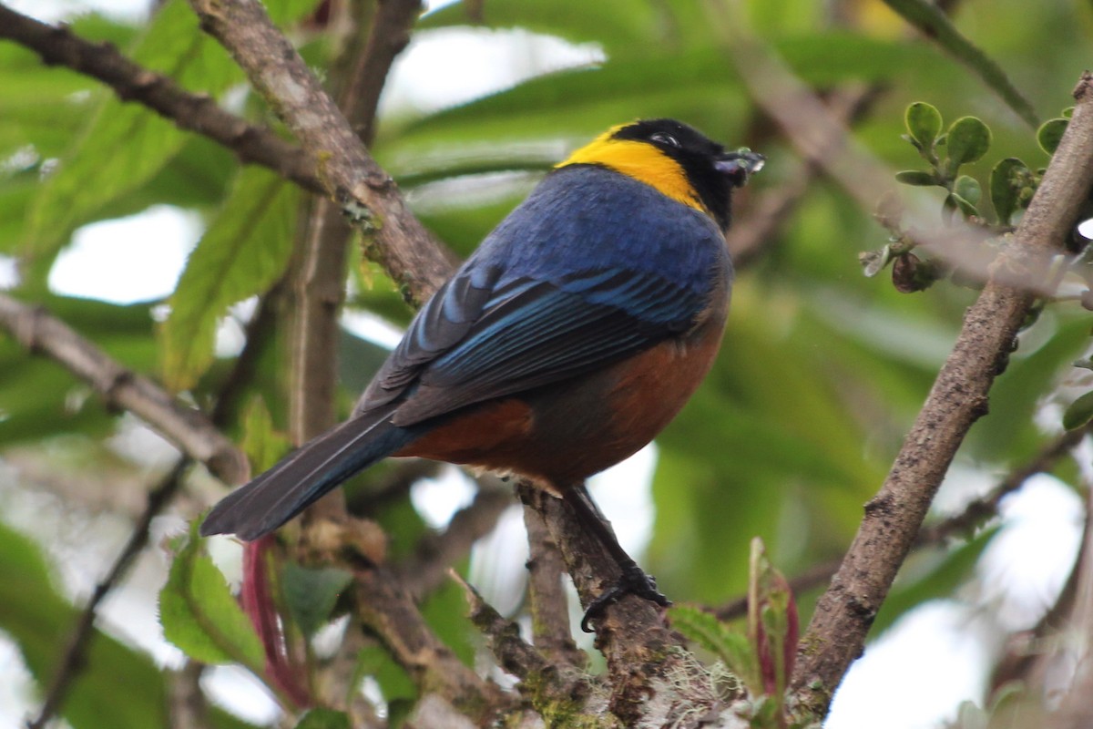 Golden-collared Tanager - ML619470198