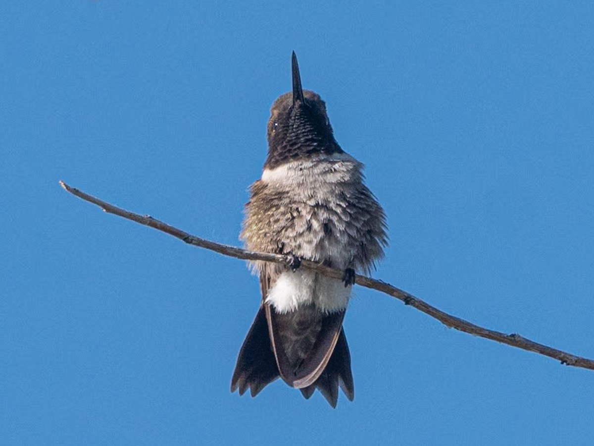 Black-chinned Hummingbird - ML619470211