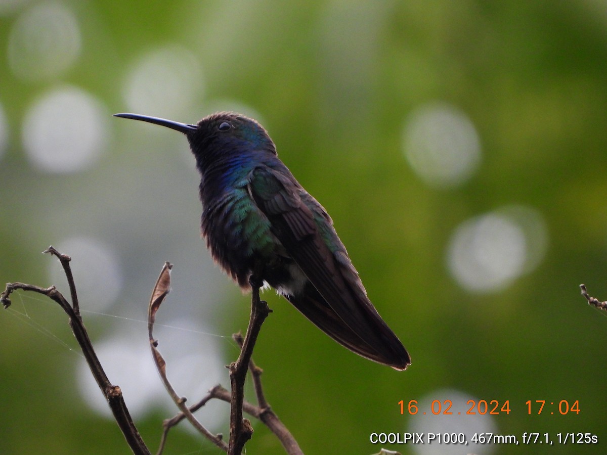 kolibřík tropický - ML619470224