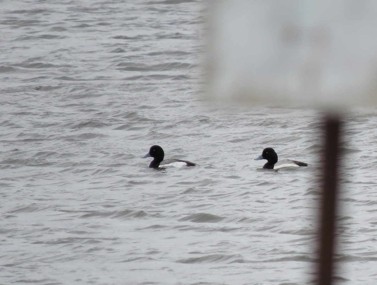 Greater Scaup - ML619470229