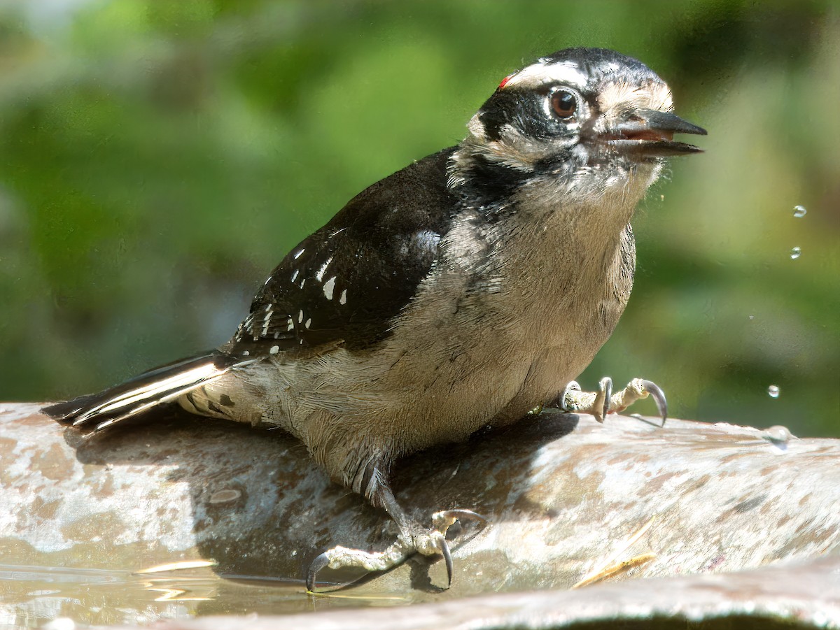 Downy Woodpecker (Pacific) - ML619470241