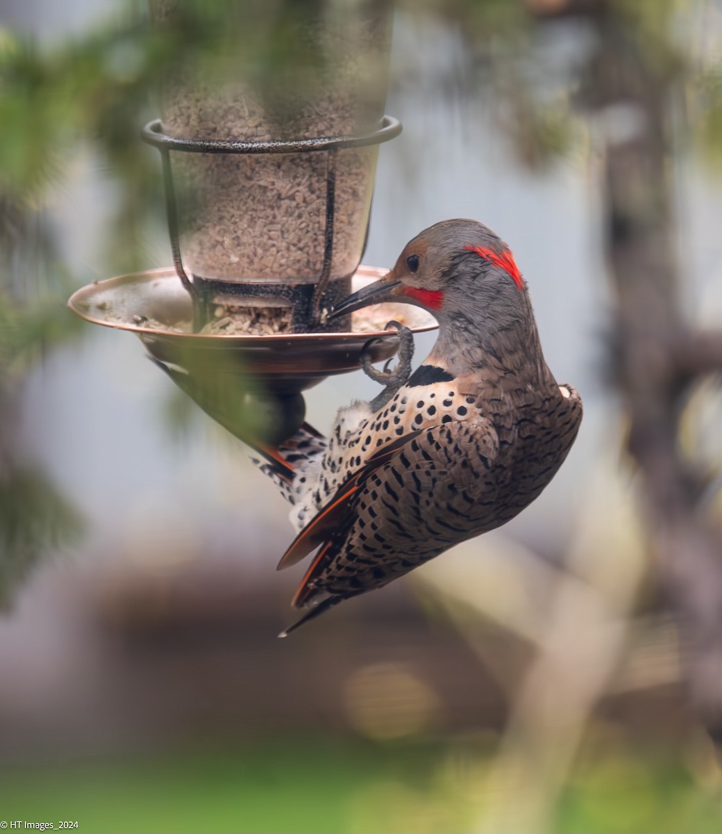 Northern Flicker (Yellow-shafted x Red-shafted) - ML619470247