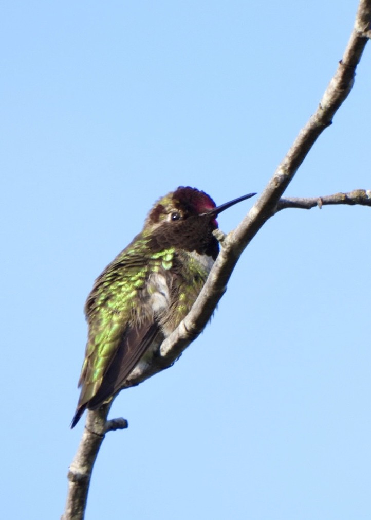Anna's Hummingbird - ML619470259