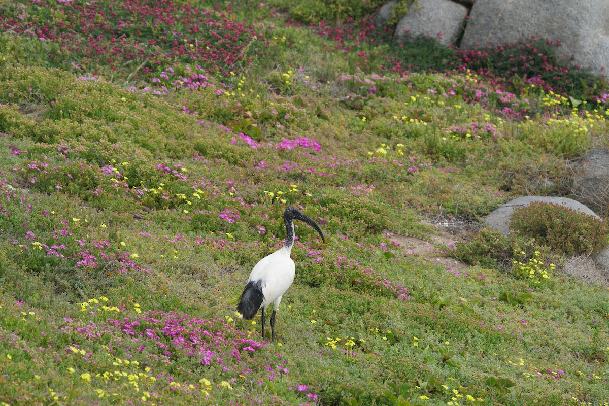 ibis posvátný - ML619470290